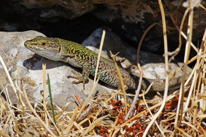 Podarcis sicula in Sardegna